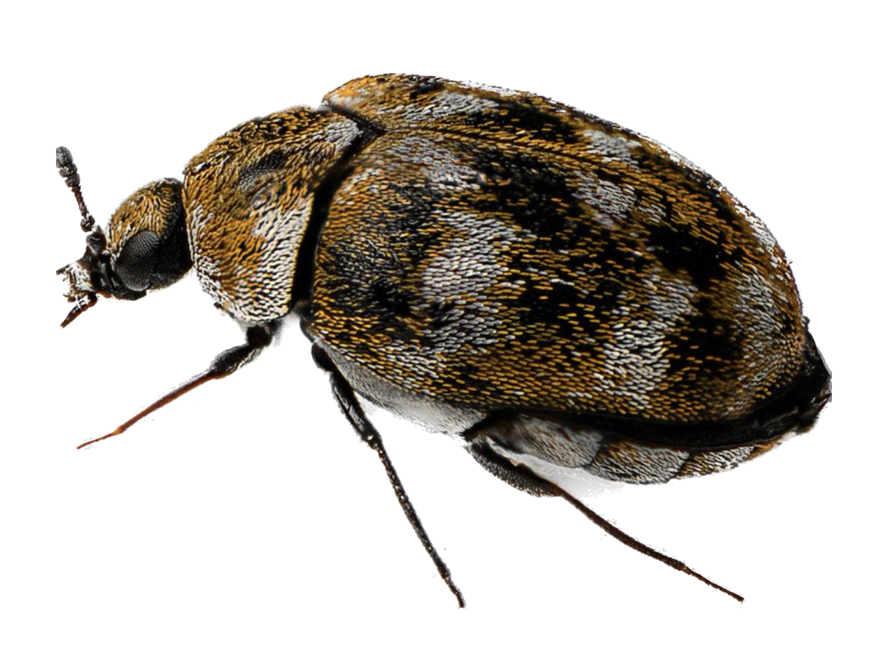 Carpet Beetles Rattraxs Pest Control